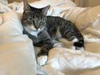 Adopt Charles a Gray, Blue or Silver Tabby Tabby / Mixed cat in Brooklyn