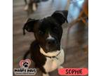 Adopt Sophie (Courtesy Post) a Black - with White Boxer dog in Council Bluffs