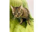 Adopt Tahsa a Gray, Blue or Silver Tabby Domestic Shorthair (short coat) cat in