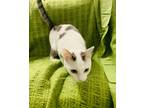 Adopt Ribbon a White (Mostly) Domestic Shorthair (short coat) cat in Rigby