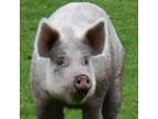 Adopt Eileen a Pig (Farm) farm-type animal in Fairport, NY (38884626)