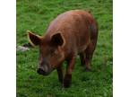 Adopt Annie a Pig (Farm) farm-type animal in Fairport, NY (38884622)