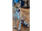 Adopt Sweets a Red/Golden/Orange/Chestnut Husky / Mixed dog in PLANO
