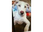 Adopt HANK a White Labrador Retriever / Mixed dog in PLANO, TX (38884269)