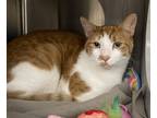 Adopt Oscar a Orange or Red Tabby Domestic Shorthair / Mixed (short coat) cat in
