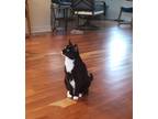 Adopt Satin a Black & White or Tuxedo Tabby / Mixed (short coat) cat in Ann