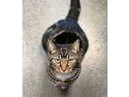 Adopt SOCK a All Black Domestic Shorthair / Domestic Shorthair / Mixed cat in