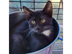 Adopt Martha a All Black Domestic Shorthair / Mixed cat in Kanab, UT (38883887)