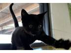 Adopt Cherry Garcia a All Black Domestic Shorthair / Domestic Shorthair / Mixed