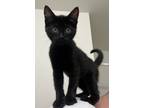 Adopt Belle a All Black Domestic Shorthair (short coat) cat in Jacksonville