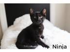 Adopt Ninja a Spotted Tabby/Leopard Spotted Domestic Shorthair cat in