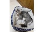 Adopt Lora Lye a Gray or Blue (Mostly) Domestic Mediumhair (medium coat) cat in