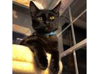 Adopt Fletch a All Black Domestic Mediumhair (medium coat) cat in Sherman