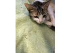 Adopt Precious a Tiger Striped Domestic Shorthair cat in Whiteville