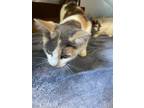 Adopt Addie a Calico or Dilute Calico Domestic Shorthair cat in Whiteville