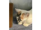 Adopt Pancake a Calico or Dilute Calico Domestic Shorthair cat in Whiteville