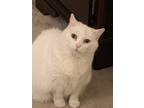 Adopt LC a White American Shorthair / Mixed (medium coat) cat in Elkton