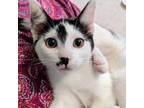 Adopt Ricotta a White Domestic Shorthair / Mixed cat in Durham, NC (38883300)