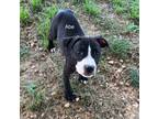 Adopt Abe a Black - with White Labrador Retriever / Mixed dog in Newberry