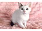Adopt Cosmo a White (Mostly) Domestic Shorthair (short coat) cat in Woodland