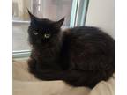 Adopt Fluff a All Black Domestic Longhair / Domestic Shorthair / Mixed cat in