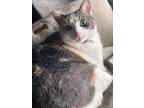 Adopt Lily a Calico or Dilute Calico Domestic Shorthair (short coat) cat in