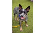 Adopt Shelby a Gray/Blue/Silver/Salt & Pepper Australian Cattle Dog / Mixed dog