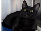 Adopt Scout a All Black Domestic Shorthair / Domestic Shorthair / Mixed cat in