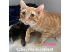 Adopt Echeveria Succulent a Orange or Red Domestic Shorthair / Mixed cat in