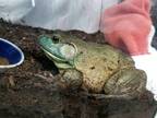 Adopt Frogger a Frog reptile, amphibian, and/or fish in Vista, CA (38882989)