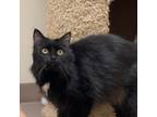 Adopt Ellington a All Black Domestic Mediumhair / Domestic Shorthair / Mixed cat