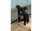 Adopt Malico a Black Mixed Breed (Large) / Mixed dog in Chamblee, GA (38367948)