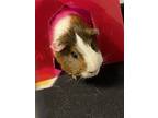 Adopt Nugget a Black Guinea Pig / Guinea Pig / Mixed small animal in Mentor