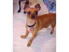 Adopt Jake - 10 pounds a Red/Golden/Orange/Chestnut Miniature Pinscher /