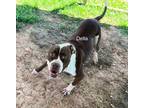 Adopt Della a Brown/Chocolate American Pit Bull Terrier / American Staffordshire