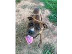 Adopt Mason a Brindle Boxer / Mixed dog in Newberry, SC (38882703)