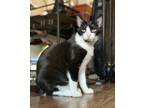 Adopt Azalea a Black & White or Tuxedo Domestic Shorthair (short coat) cat in