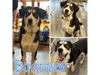 Adopt Boomer a Tricolor (Tan/Brown & Black & White) Husky / Great Pyrenees /