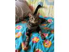 Adopt Motel a Brown Tabby American Shorthair (short coat) cat in Frankfort
