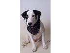 Adopt 23-380D Sassy a Black Collie / Mixed dog in Thibodaux, LA (38882301)