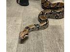 Adopt Bigoli a Snake reptile, amphibian, and/or fish in Vista, CA (38882148)