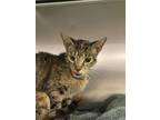 Adopt Spunky a Brown or Chocolate Domestic Shorthair / Domestic Shorthair /