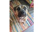 Adopt Nacho a Tan/Yellow/Fawn American Pit Bull Terrier / English Mastiff /