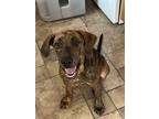 Adopt Roscoe a Brindle Mixed Breed (Large) / Mixed dog in Covington