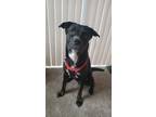 Adopt Magnus a Black - with White Labrador Retriever / Mutt / Mixed dog in
