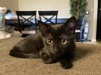 Adopt Pippin a Black (Mostly) Domestic Shorthair (short coat) cat in