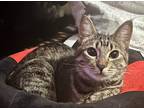 Adopt GUMDROP a Domestic Shorthair (short coat) cat in Calimesa, CA (36499244)