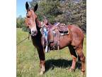 Sorrel horse mule. Chester is a 12yo horse mule that stands 14.2hh.