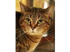 Adopt Sandy Claws a Brown or Chocolate Domestic Shorthair / Domestic Shorthair /
