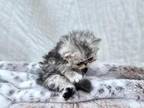 PENDING Silver Shaded Chinchilla Persian Girl